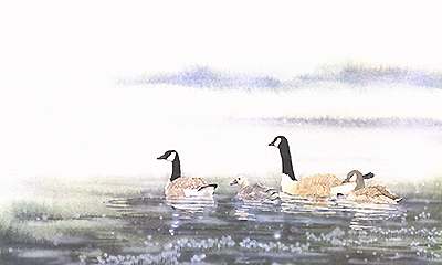 Cypress Hills - Canada Geese