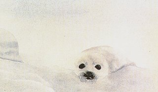 Seal Pup